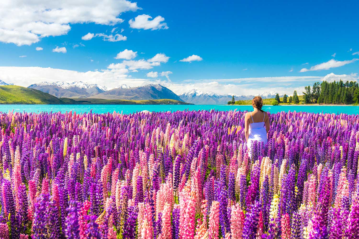 Car hire in New Zealand — self-drive road trips
